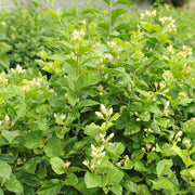 Madurai Jasmine Seeds - Flower Plant