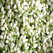 Madurai Jasmine Seeds - Flower Plant