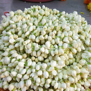 Madurai Jasmine Seeds - Flower Plant