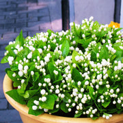 Madurai Jasmine Seeds - Flower Plant