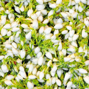 Madurai Jasmine Seeds - Flower Plant