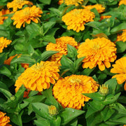 Magellan Seeds - All In One For Home Gardens