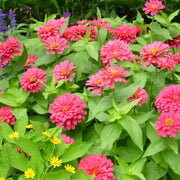 Magellan Seeds - Flower Plant for Home Gardens