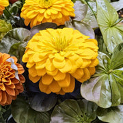 Magellan Seeds - Flower Plant for Home Gardens