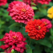 Magellan Seeds - Flower Plant for Home Gardens