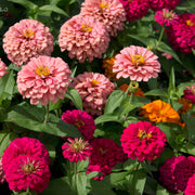 Magellan Seeds - All In One For Home Gardens