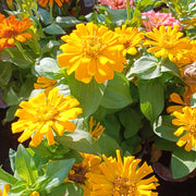 Magellan Seeds - Flower Plant for Home Gardens