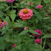 Magellan Seeds - All In One For Home Gardens