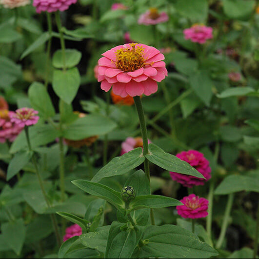 Magellan Seeds - Flower Plant for Home Gardens