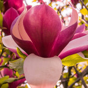 Liliiflora Magnolia Seeds