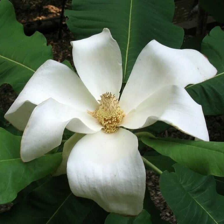 Magnolia macrophylla Magnolia Seeds