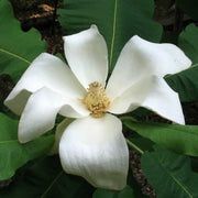 Magnolia macrophylla Magnolia Seeds