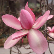 Campbellii Pink Magnolia Seeds