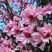 Campbellii Pink Magnolia Seeds