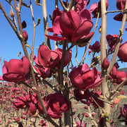 Yulan Tulip Magnolia Seeds