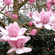 Campbellii Pink Magnolia Seeds