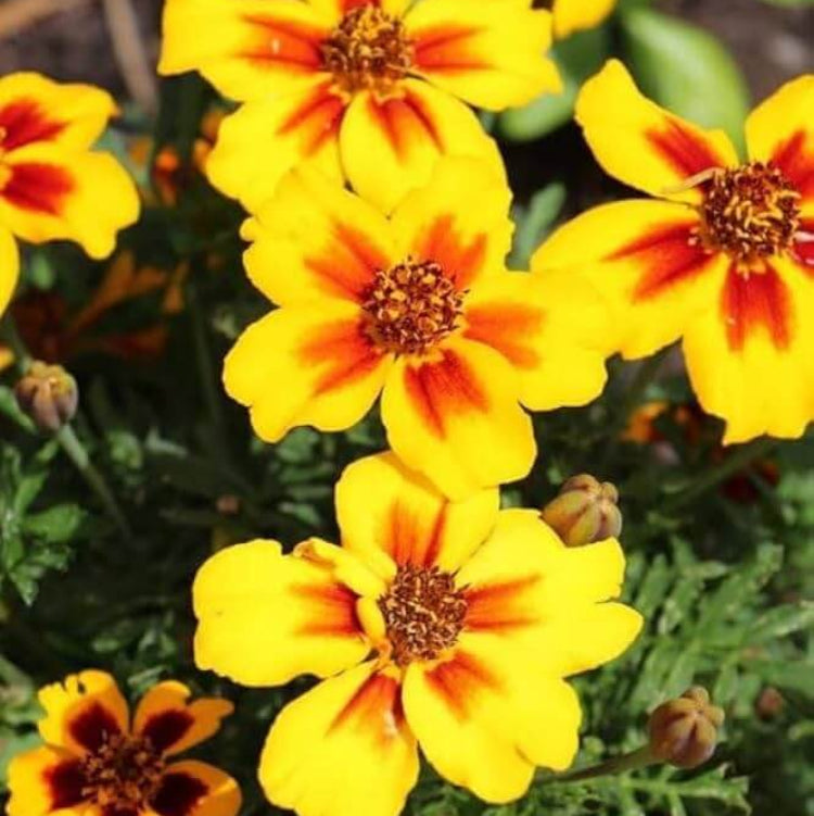 Mahogany with Yellow Marigold Seeds