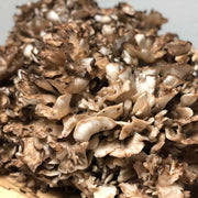 Maitake Mushroom Seeds