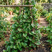 Malabar Spinach Seeds – Basella alba