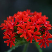 Lychnis Seeds - for Home Gardens Seeds