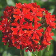 Lychnis Seeds - for Home Gardens Seeds