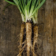 Mammoth French White Seeds - Vegetable Plant