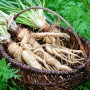 Mammoth French White Seeds - Vegetable Plant