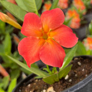 Orange Mandevilla Seeds