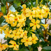 Mandevilla Sanderi Seeds - Flower Plant