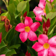 Mandevilla Sanderi Seeds - Flower Plant