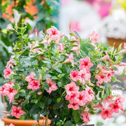 Mandevilla Sanderi Seeds - Flower Plant