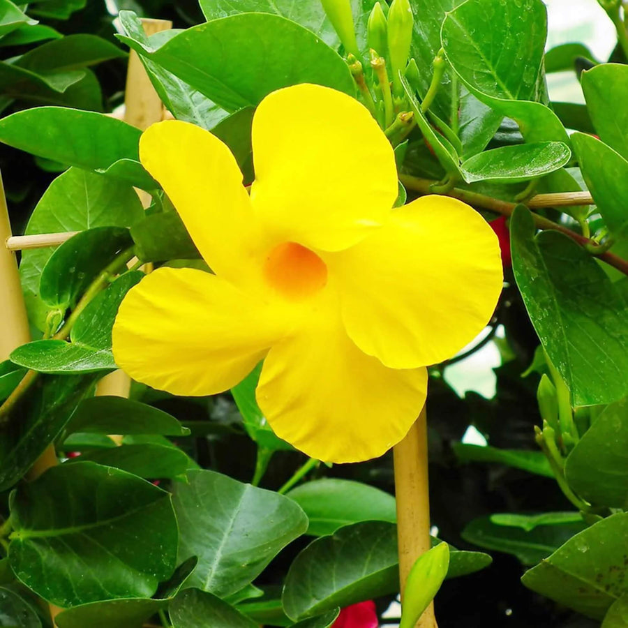 Mandevilla Sanderi Seeds - Flower Plant