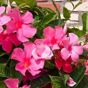 Mandevilla Sanderi Seeds - All In One For Home Gardens