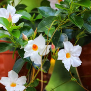Mandevilla Sanderi Seeds - Flower Plant
