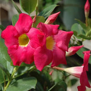 Mandevilla Seeds