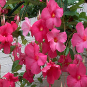 Mandevilla Vine Seeds - Flower Plant