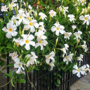 Mandevilla Vine Seeds - Flower Plant