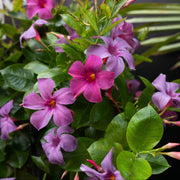 Mandevilla Vine Seeds - Flower Plant