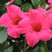 Brazilian Jasmine Mandevilla Seeds
