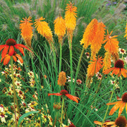 Mango Popsicle Kniphofia Seeds