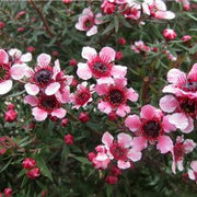 Leptospermum scoparium Manuka Seeds