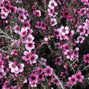 Leptospermum scoparium Manuka Seeds