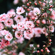 Leptospermum scoparium Manuka Seeds