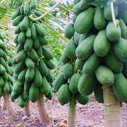 Maradol Large Sweet Papaya Seeds