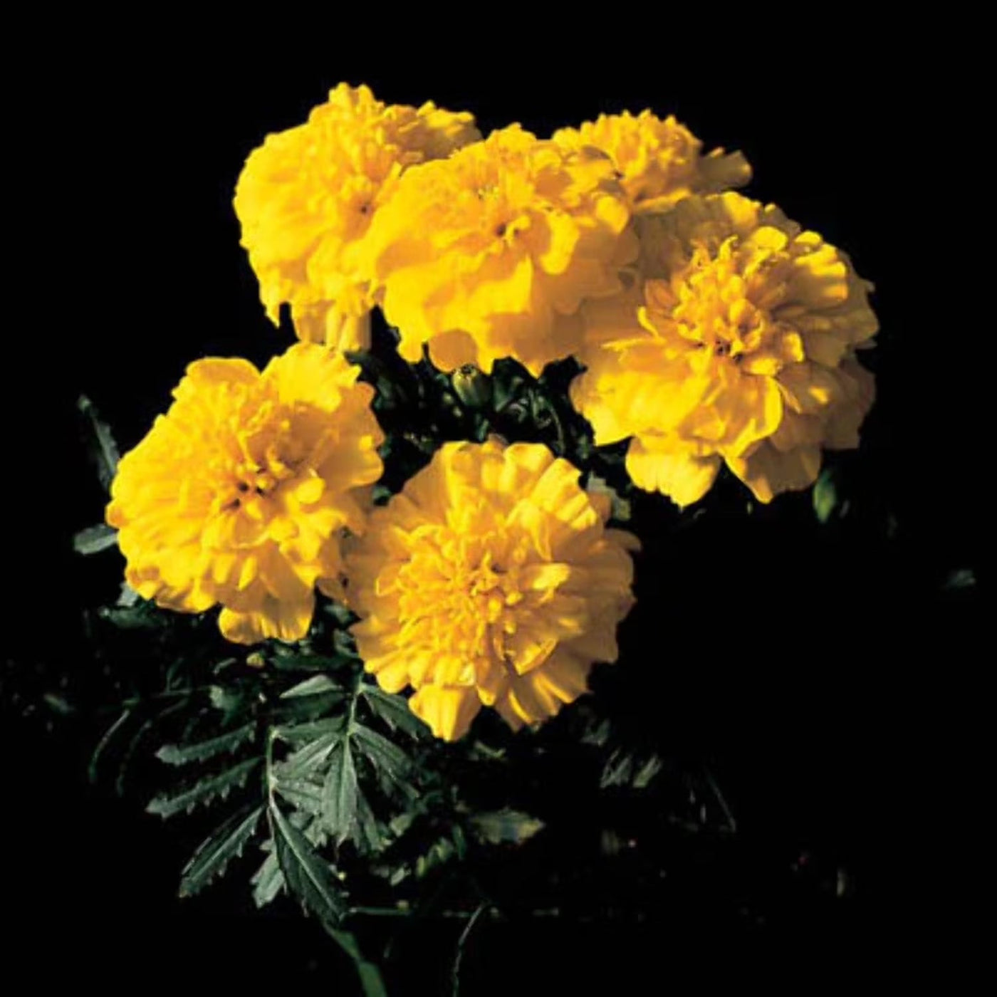 Bonanza Yellow Marigold Seeds