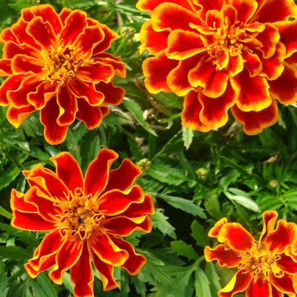 French Durango Flame Marigold Seeds