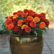 French Marigold Seeds