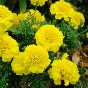 Marigold Seeds - African Seeds, Light Yellow
