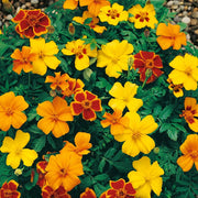 French Disco Mix Marigold Seeds