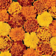 Safari Mix Marigold Seeds